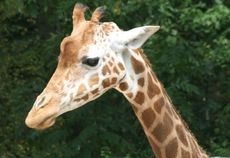 Giraffe-084.jpg